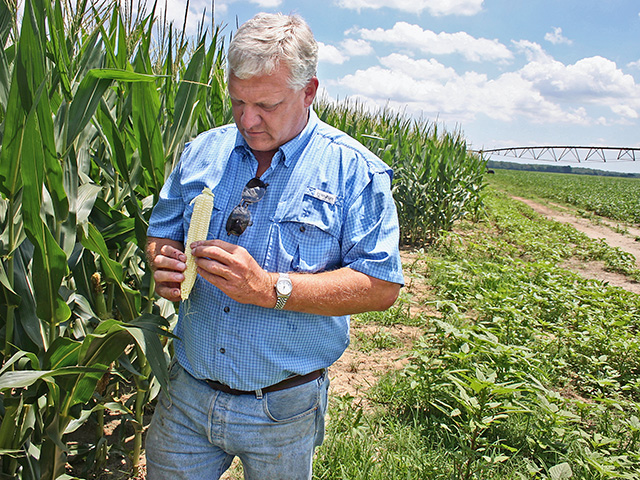 Perry Galloway, of Gregory, Arkansas, counts ear rows and kernels. (Progressive Farmer image by David Bennett)